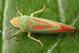 Rhododendron Leafhopper - Graphocephala fennahi