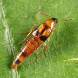 Lordithon facilis