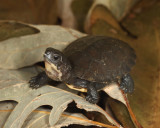 Blandings Turtle - Emydoidea blandingi (hatchling)