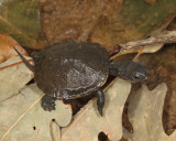 Blandings Turtle - Emydoidea blandingi (hatchling)