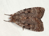 10968 - Northern Variable Dart - Xestia badicollis