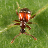 Rybaxis conjuncta