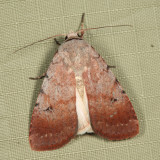 10903 - Snowy Dart - Anicla illapsa