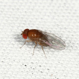 Drosophila sp.