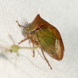 Stictocephala stimulea