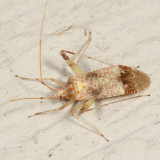 Phytocoris sp.