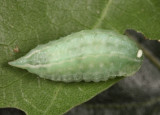 4659 - Jeweled Tailed Slug - Packardia geminata