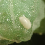 Parasite egg on Packardia geminata