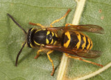 Downy Yellowjacket - Vespula flavopilosa