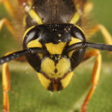 Downy Yellowjacket - Vespula flavopilosa