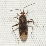 Phytocoris sp.