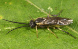 Pachynematus corniger