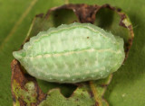 4659 - Jeweled Tailed Slug - Packardia geminata