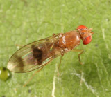Chymomyza amoena