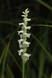Nodding Ladies'-tresses - Spiranthes cernua