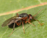 Callirhytis sp.