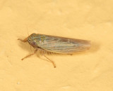 Graminella fitchii