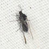 Eriosomatinae