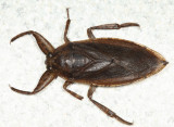 Giant Water Bug - Lethocerus americanus