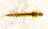 Anopheles punctipennis (larva)