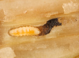 Neolasioptera boehmeriae (larva)