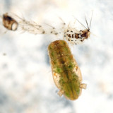 Anopheles punctipennis (pupa)