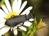 Black Blister Beetle - Epicauta pennsylvanica