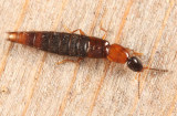 Diochus schaumi