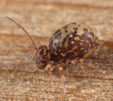 Ptenothrix marmorata