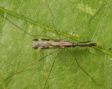 Anopheles punctipennis (male)