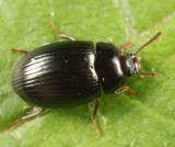 Platydema excavatum (female)