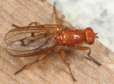 flies - Dryomyzidae