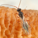 Cinetus sp.