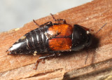 Tachinus fimbriatus