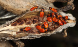 Large Milkweed Bug nymphs - Oncopeltus fasciatus