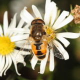 Eristalis arbustorum