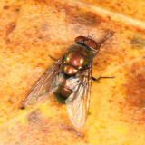 Blow Fly - Lucilia sp.
