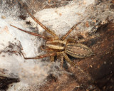 Funnel Web Spider - Agelenopsis sp.