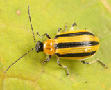 Striped Cucumber Beetle - Acalymma vittatum