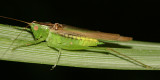 Conocephalus fasciatus (male)