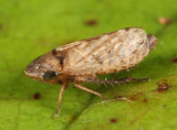 Anoscopus serratulae (female)