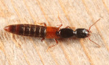 Neohypnus lecontei
