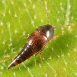 Sepedophilus sp.