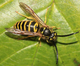 Eastern Yellowjacket - Vespula maculifrons (male)