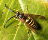 Eastern Yellowjacket - Vespula maculifrons (male)