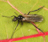 Bibio slossonae (male)