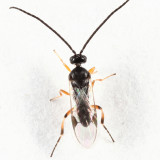 Microgastrinae