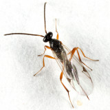 Mischoserphus sp.