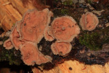 Phlebia (=Merulius) tremellosa