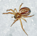 Araneus pratensis
